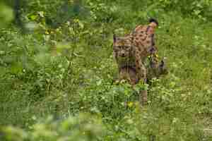 Foto gratuita lince euroasiático cara a cara en el parque nacional bávaro en alemania oriental