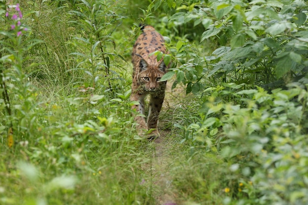 Lince euroasiático cara a cara en el parque nacional bávaro en alemania oriental