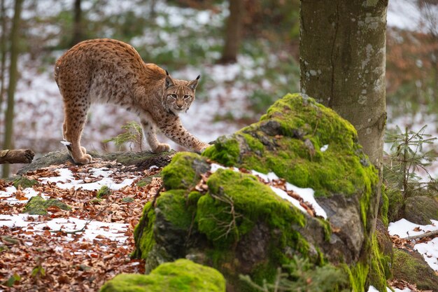 Lince euroasiático hermoso y en peligro de extinción en el hábitat natural Lynx lynx