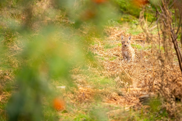 Lince euroasiático hermoso y en peligro de extinción en el hábitat natural Lynx lynx