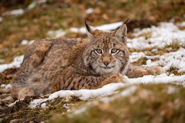 Foto gratuita lince euroasiático hermoso y en peligro de extinción en el hábitat natural lynx lynx
