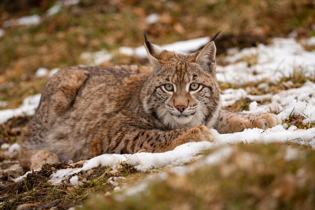 Lince euroasiático hermoso y en peligro de extinción en el hábitat natural Lynx lynx