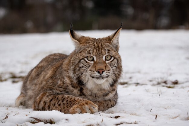 Lince euroasiático hermoso y en peligro de extinción en el hábitat natural Lynx lynx