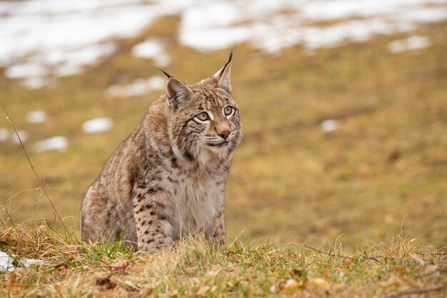 Lince euroasiático hermoso y en peligro de extinción en el hábitat natural Lynx lynx