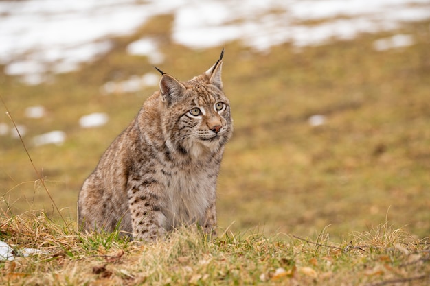 Lince euroasiático hermoso y en peligro de extinción en el hábitat natural Lynx lynx