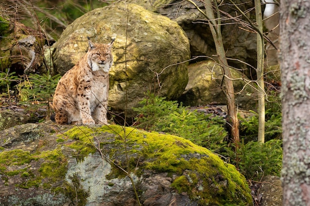 Lince euroasiático hermoso y en peligro de extinción en el hábitat natural Lynx lynx