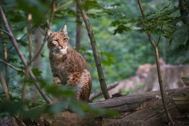 Lince euroasiático hermoso y en peligro de extinción en el hábitat natural Lynx lynx