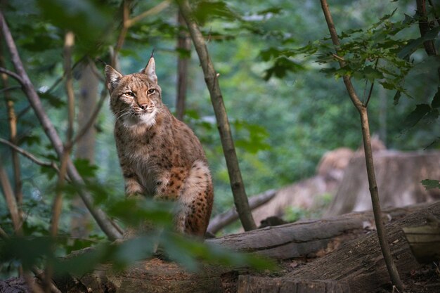 Lince euroasiático hermoso y en peligro de extinción en el hábitat natural Lynx lynx