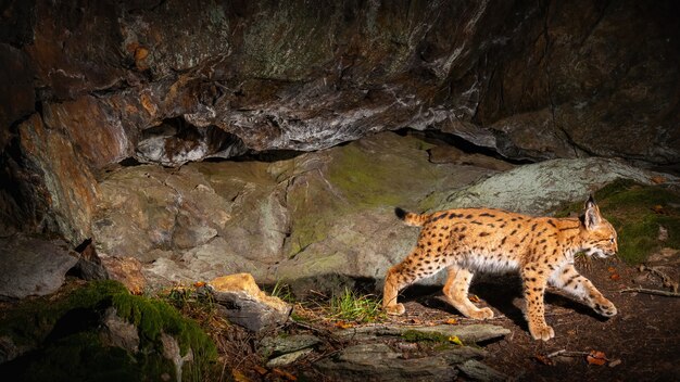 Lince euroasiático marcando su lugar durante la noche