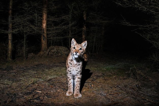 Lince euroasiático marcando su lugar durante la noche