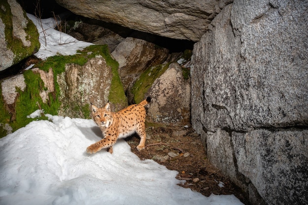 Lince euroasiático marcando su lugar durante la noche