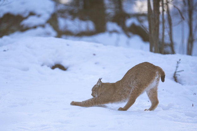 Lince euroasiático en el parque nacional bávaro en alemania oriental, gatos salvajes europeos, animales en los bosques europeos, lince lince