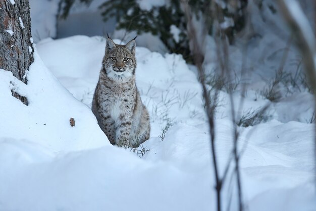 Lince euroasiático en el parque nacional bávaro en alemania oriental