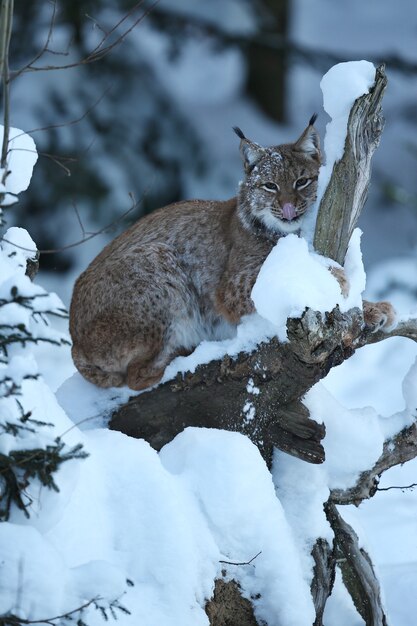 Lince euroasiático en el parque nacional bávaro en alemania oriental