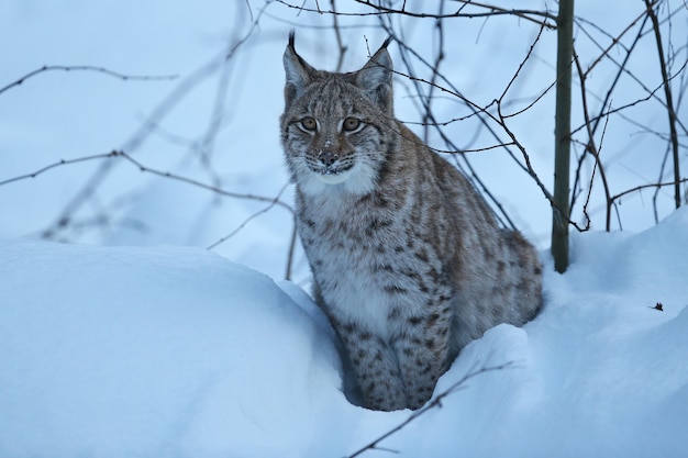 Lince euroasiático en el parque nacional bávaro en alemania oriental