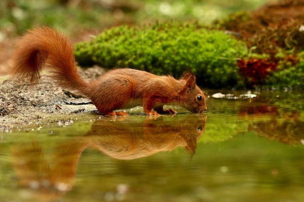 Linda ardilla bebiendo agua de un lago en un bosque