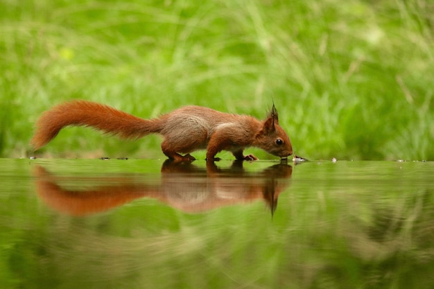 Linda ardilla bebiendo agua de un lago en un bosque