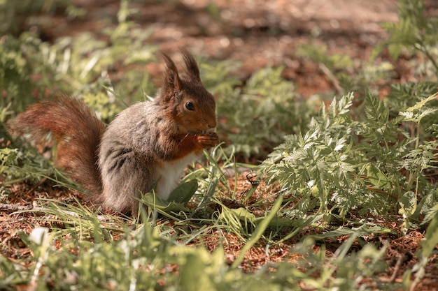 Foto gratuita linda ardilla come una nuez en un bosque