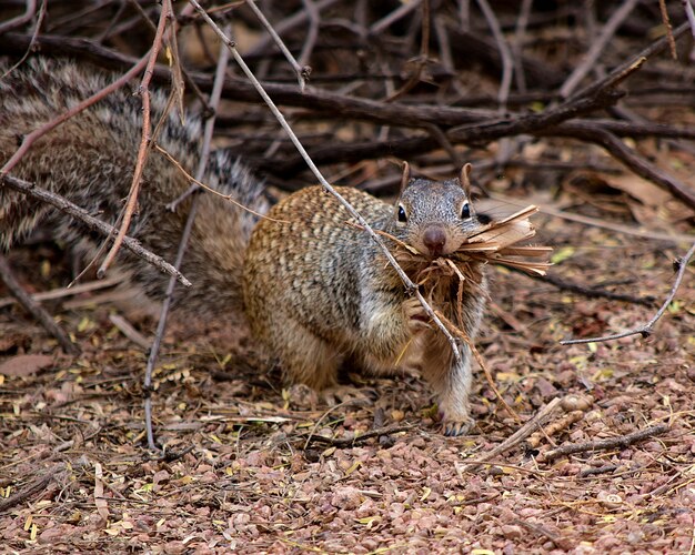 Linda ardilla gris recogiendo madera en un bosque durante el día