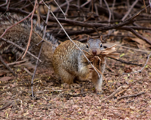 Linda ardilla gris recogiendo madera en un bosque durante el día