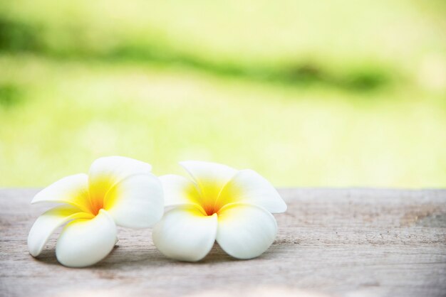 Linda flor blanca en fondo borroso