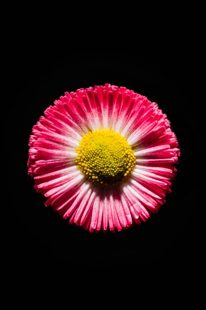 Linda flor rosa en negro