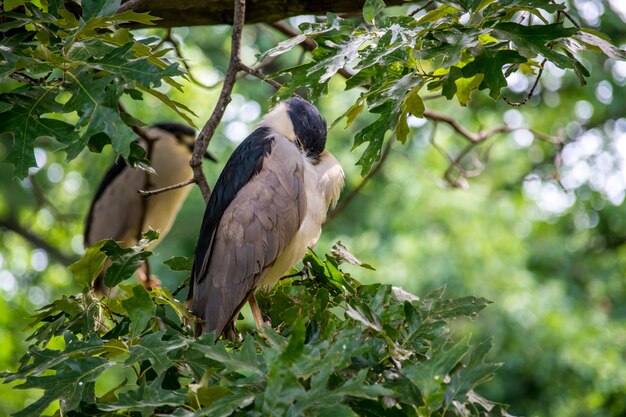 Linda garza nocturna coronada de negro posado en las ramas de un árbol