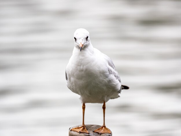 Linda gaviota argéntea blanca en medio del lago