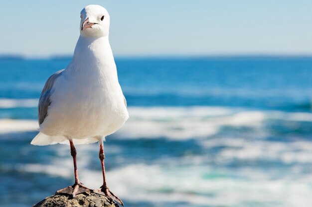 Linda gaviota blanca en su hábitat natural