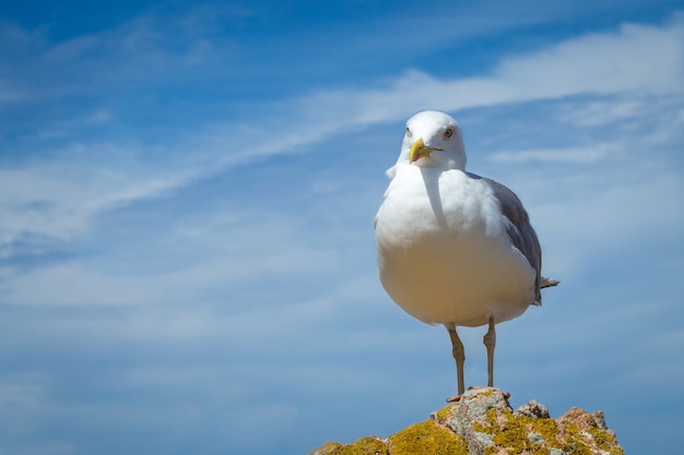 Linda gaviota encaramado sobre una colina con el hermoso cielo nublado