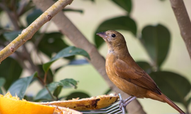 Linda hembra de tangara coronada de rubí de pie sobre una rejilla de refrigeración con frutas en un jardín.