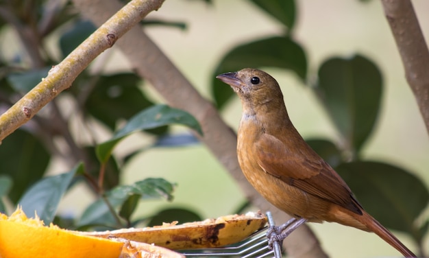 Linda hembra de tangara coronada de rubí de pie sobre una rejilla de refrigeración con frutas en un jardín.