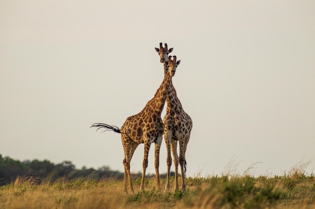 Foto gratuita linda jirafa en sudáfrica