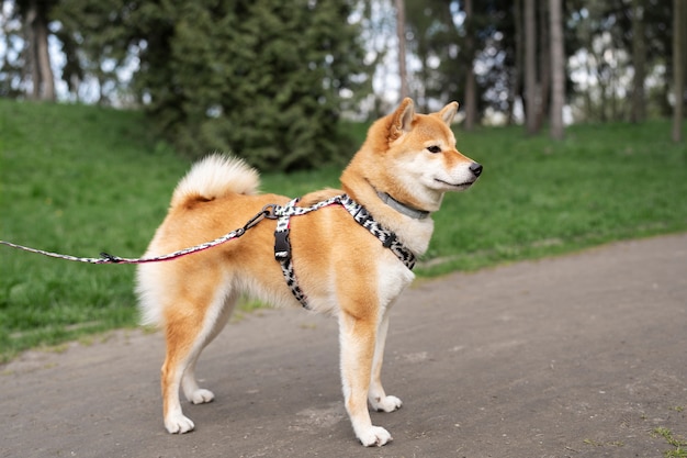 Linda mascota shiba inu con familia