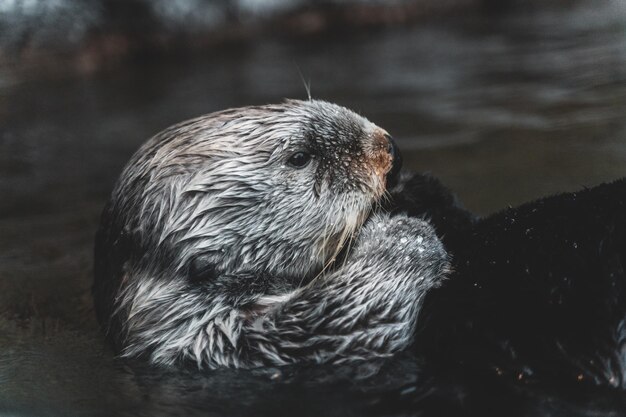 Linda nutria de mar buceando en un mar