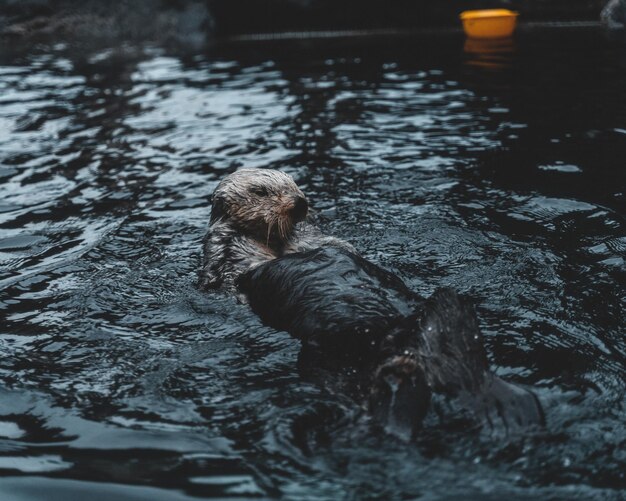 Foto gratuita linda nutria de mar buceando en un mar