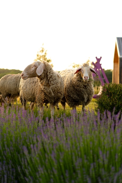 Linda oveja en campo de lavanda