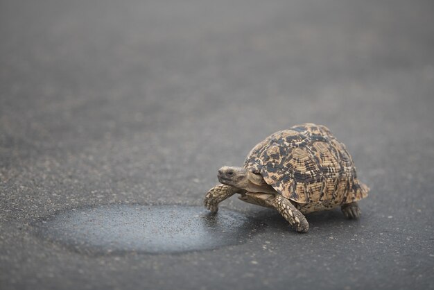 Linda tortuga caminando sobre el asfalto durante el día