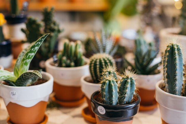 Lindas y bonitas suculentas y cactus en macetas de arcilla hechas a mano a la venta en floristería de plantas o tienda conceptual.