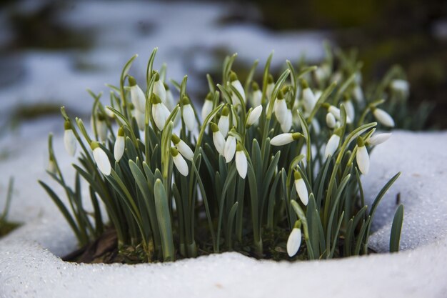 Lindas flores de campanilla blanca en un suelo nevado: el comienzo de una primavera