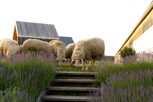 Lindas ovejas comiendo en el campo de lavanda