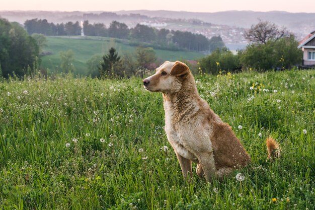 Lindo, adorable, perro marrón