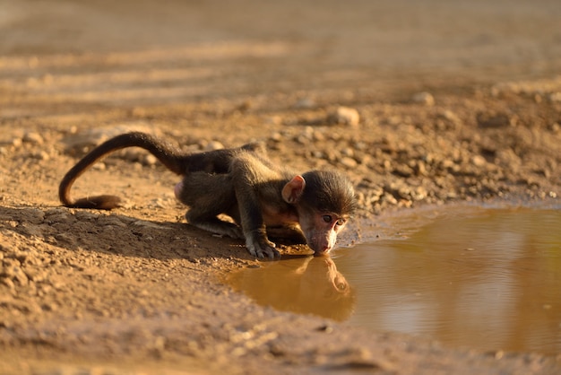 Foto gratuita lindo bebé babuino bebiendo agua de un estanque fangoso