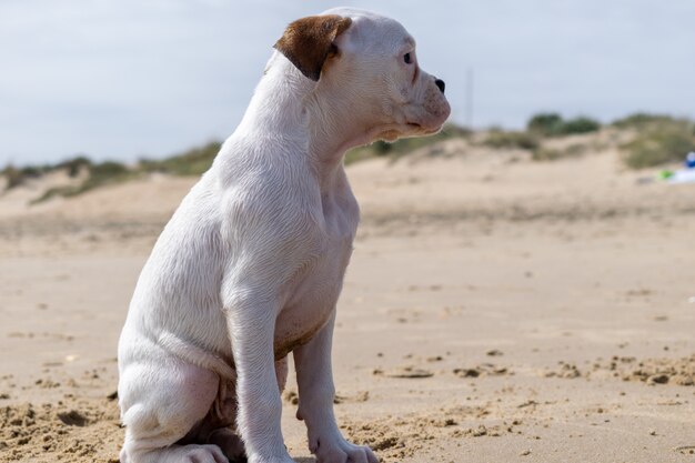 Lindo bebé blanco Bull Terrier de Guatemala