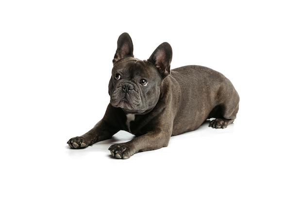 Lindo Bulldog Francés tumbado en el suelo posando aislado sobre fondo blanco de estudio Concepto de animal doméstico