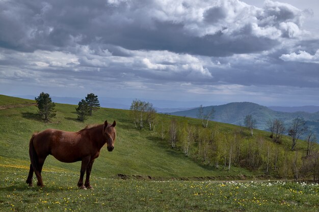 Lindo caballo colgando en medio de un paisaje montañoso bajo el cielo despejado