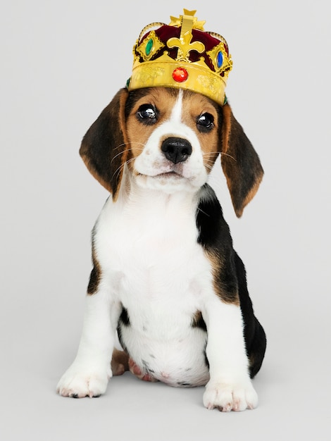 Foto gratuita lindo cachorro beagle en una clásica corona de terciopelo dorado y rojo