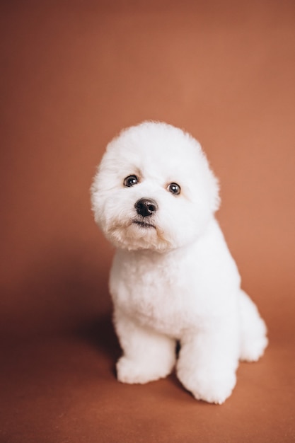 Lindo cachorro bichon frise posando en estudio