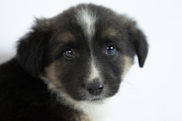 Lindo cachorro blanco y negro