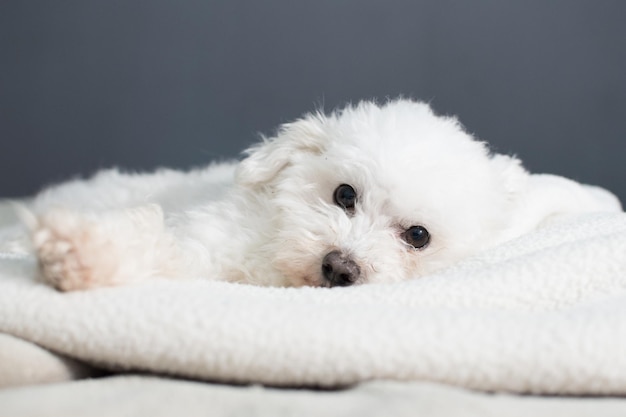 Lindo cachorro boloñés blanco tendido sobre mantas acogedoras y mirando a la cámara
